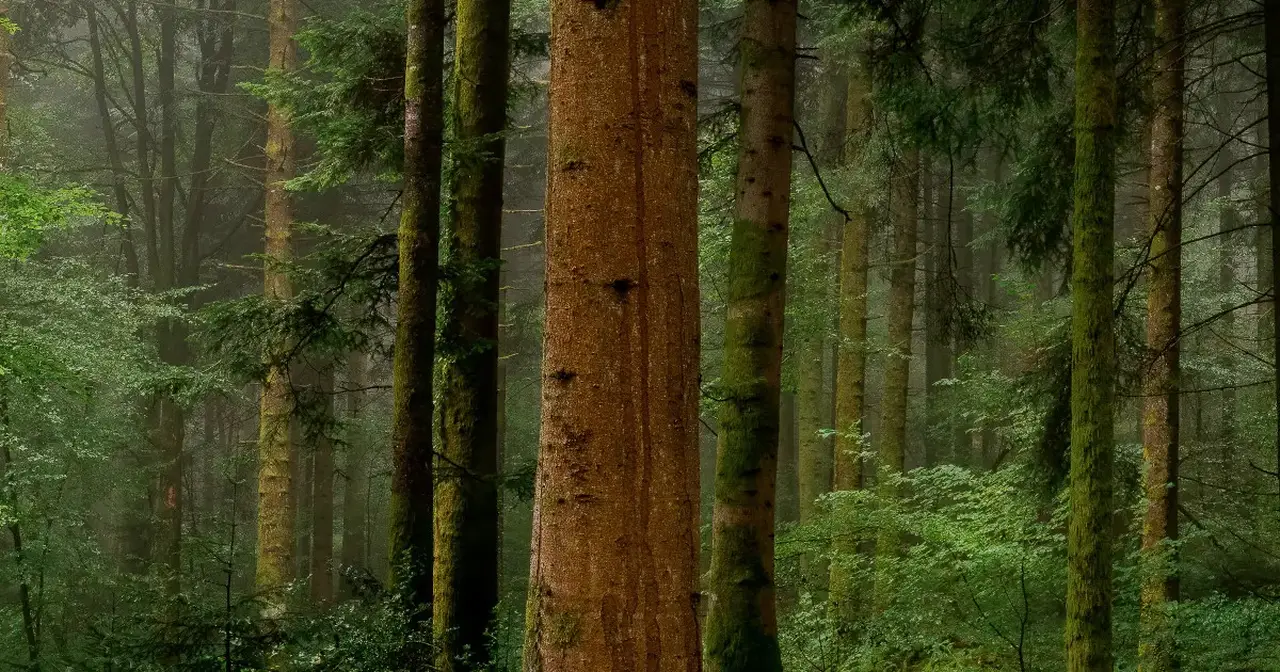 Il Branko Wood è un legno ecologico e resistente a cambiamenti di temperatura e di umidità.